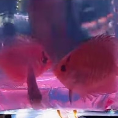 PAKET DISCUS 3 EKOR UKURAN 2 INCH