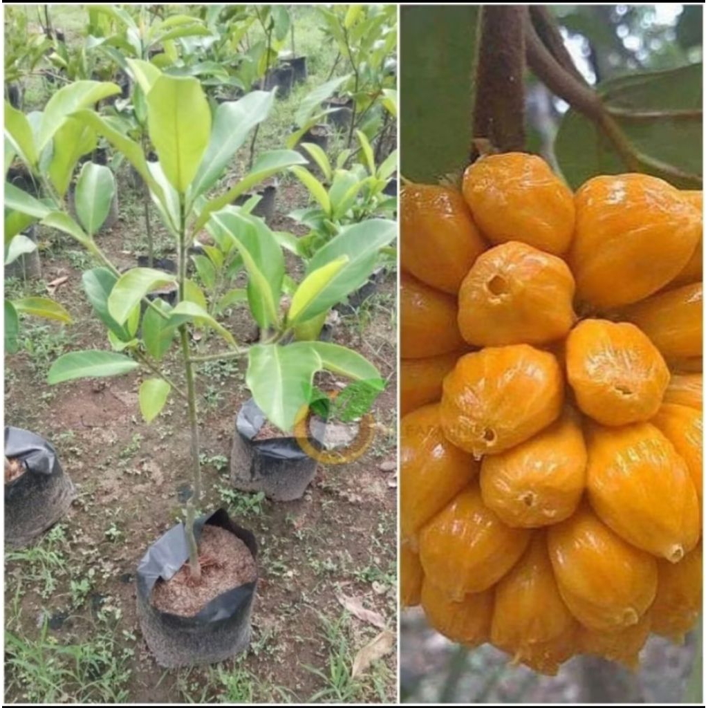 BIBIT TANAMAN CEMPEDAK KING MALAYSIA SUPER ASLI STEK OKULASI MUDAH BERBUAH LEBAT