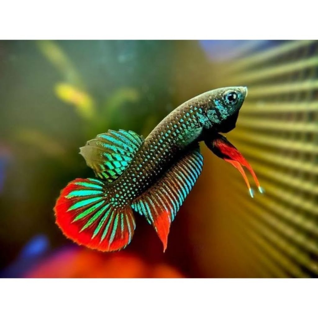 STIKER PACKING IKAN CUPANG WILD BETTA IMBELIS SEPASANG BUY 2 FREE 1