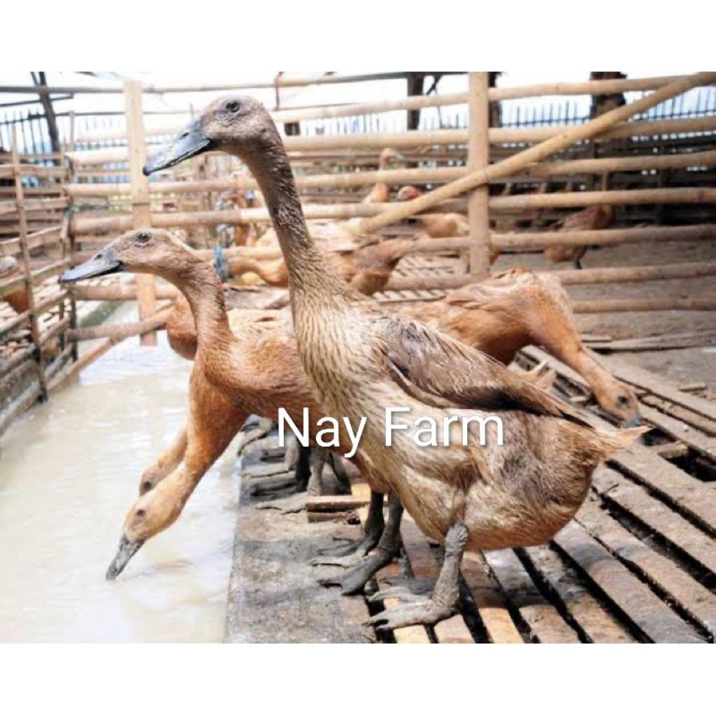 Telur Tetas Bebek Mojosari Nay Farm