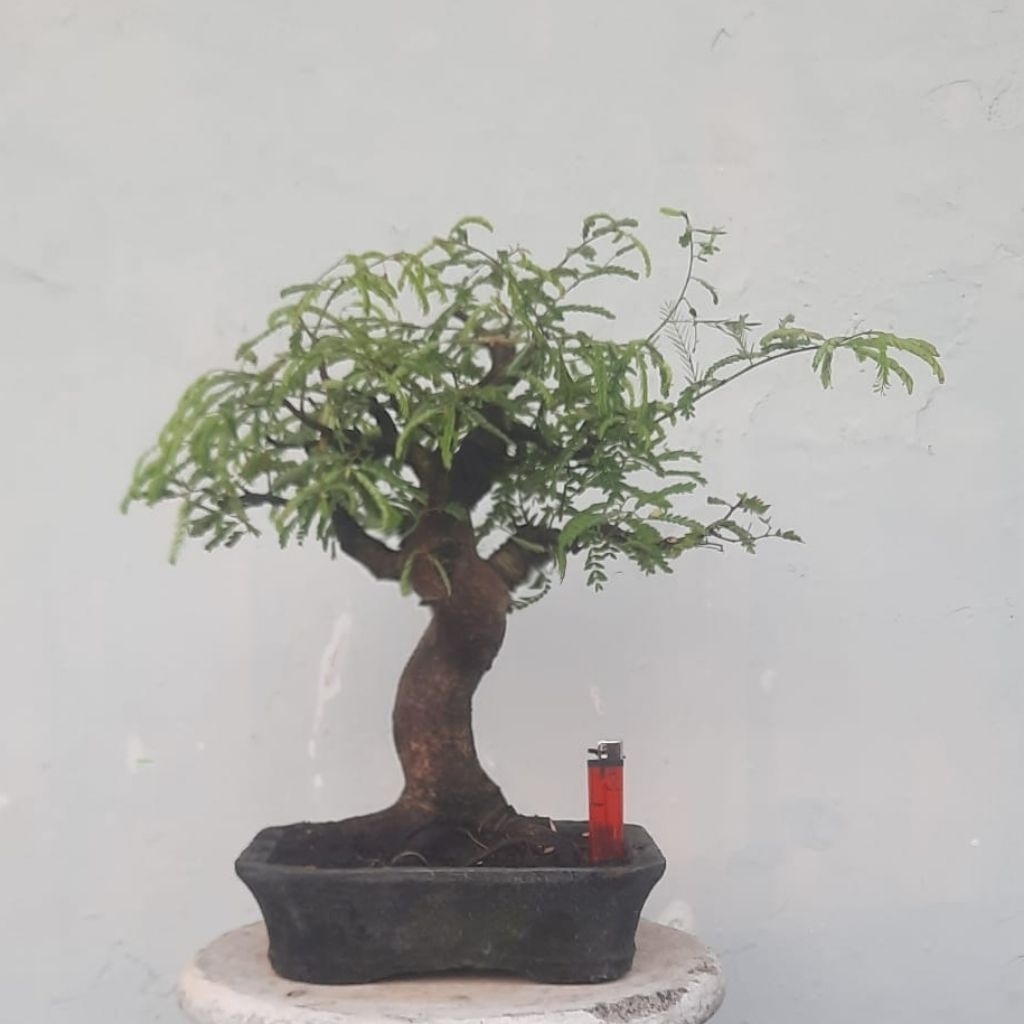 bonsai asem jawa dari biji realpict