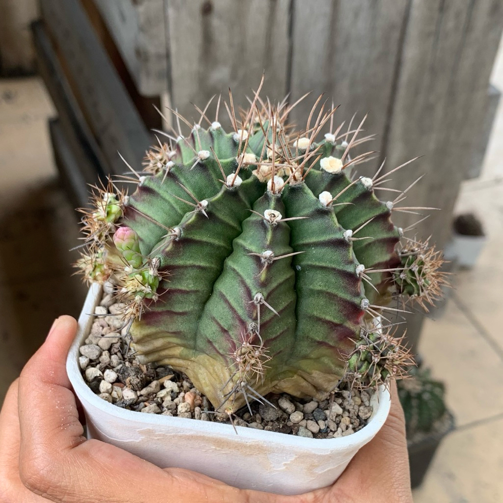 rj11 Gymnocalycium LB miha Hybrid kaktus gymno var pink orange miha 2178 ribs lb2178 tanaman hias hi