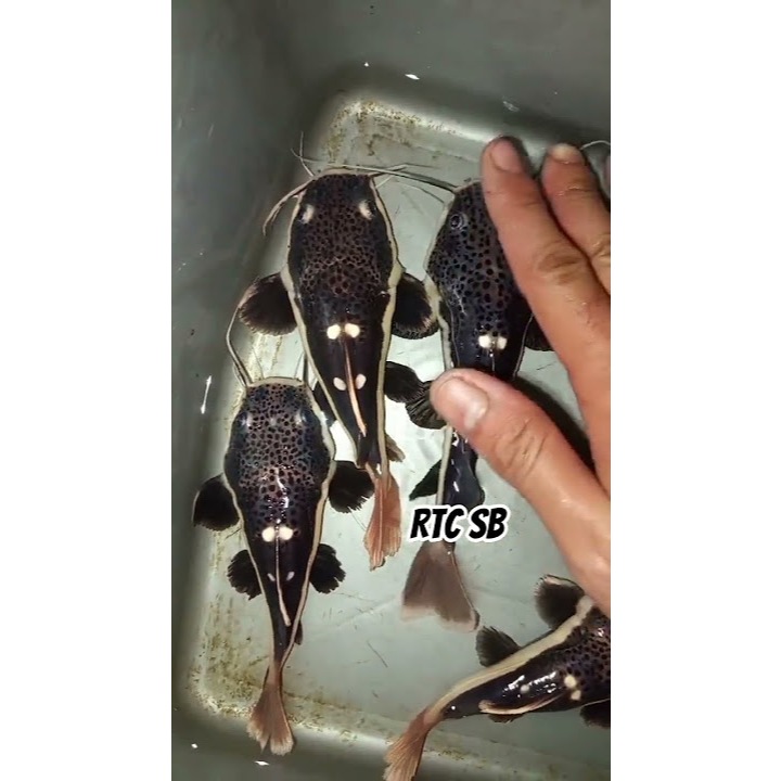 Mainan RTC/Red Tail Catfish SB 15-+CM