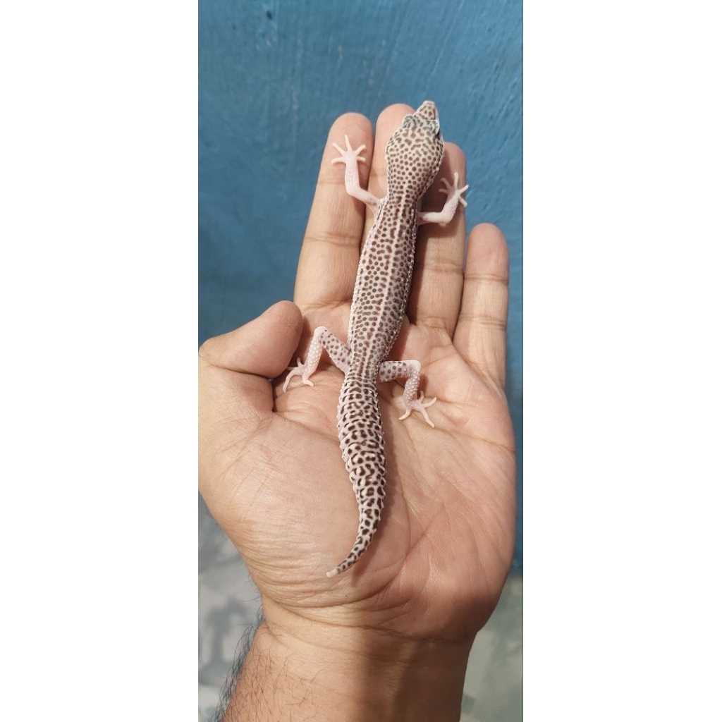 Mainan Leopard Gecko Super Snow Eclipse