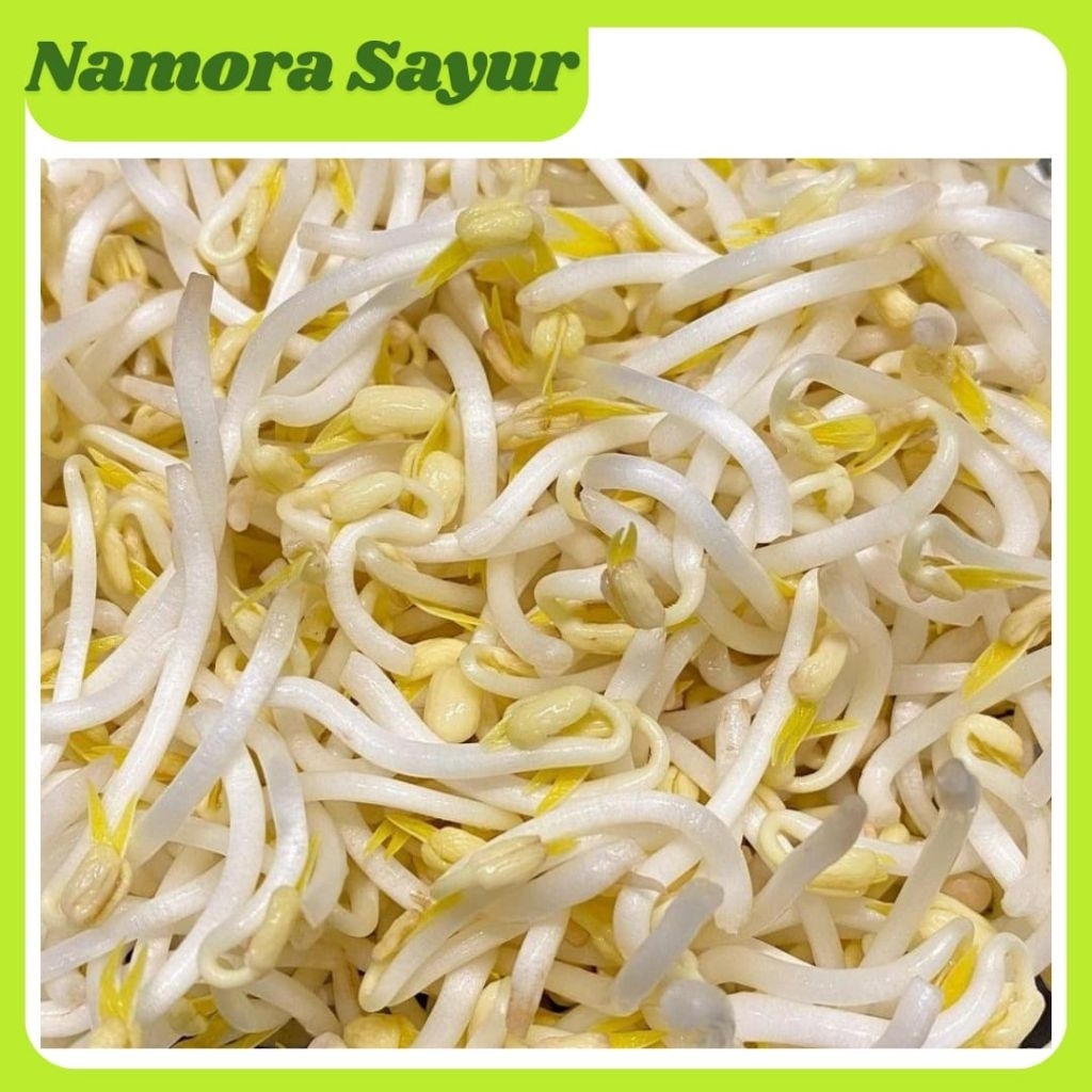 Tauge/ Toge Segar 1 Kg