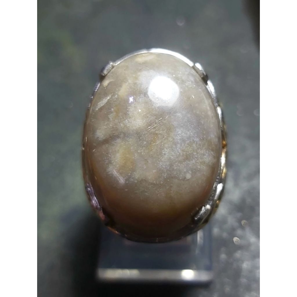 Fosil Kelor Kristal