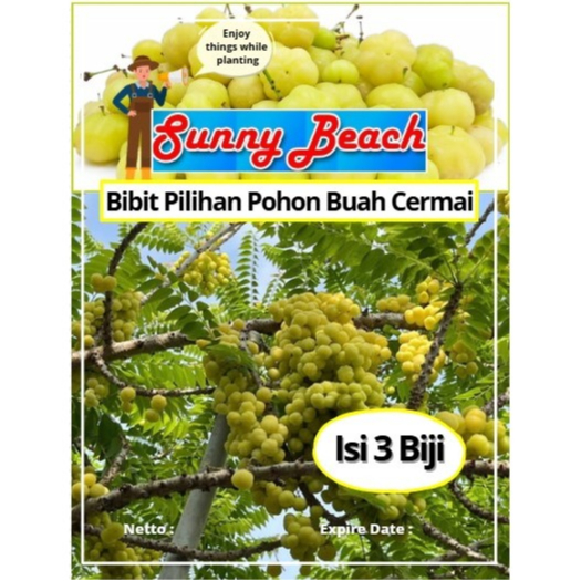 Bibit Pilihan Pohon Buah Cermai | Biji Benih Buah Cereme | Pohon Buah Cermai