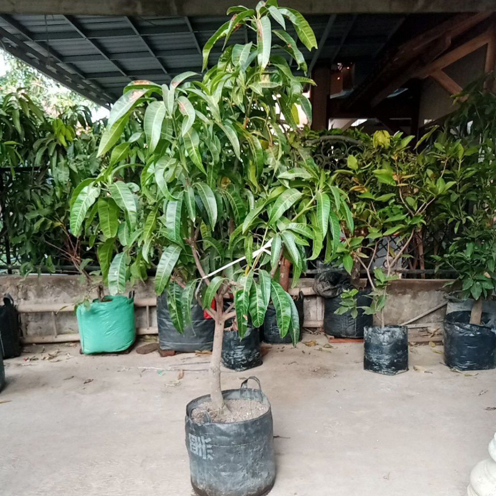 mangga Yuwen 6