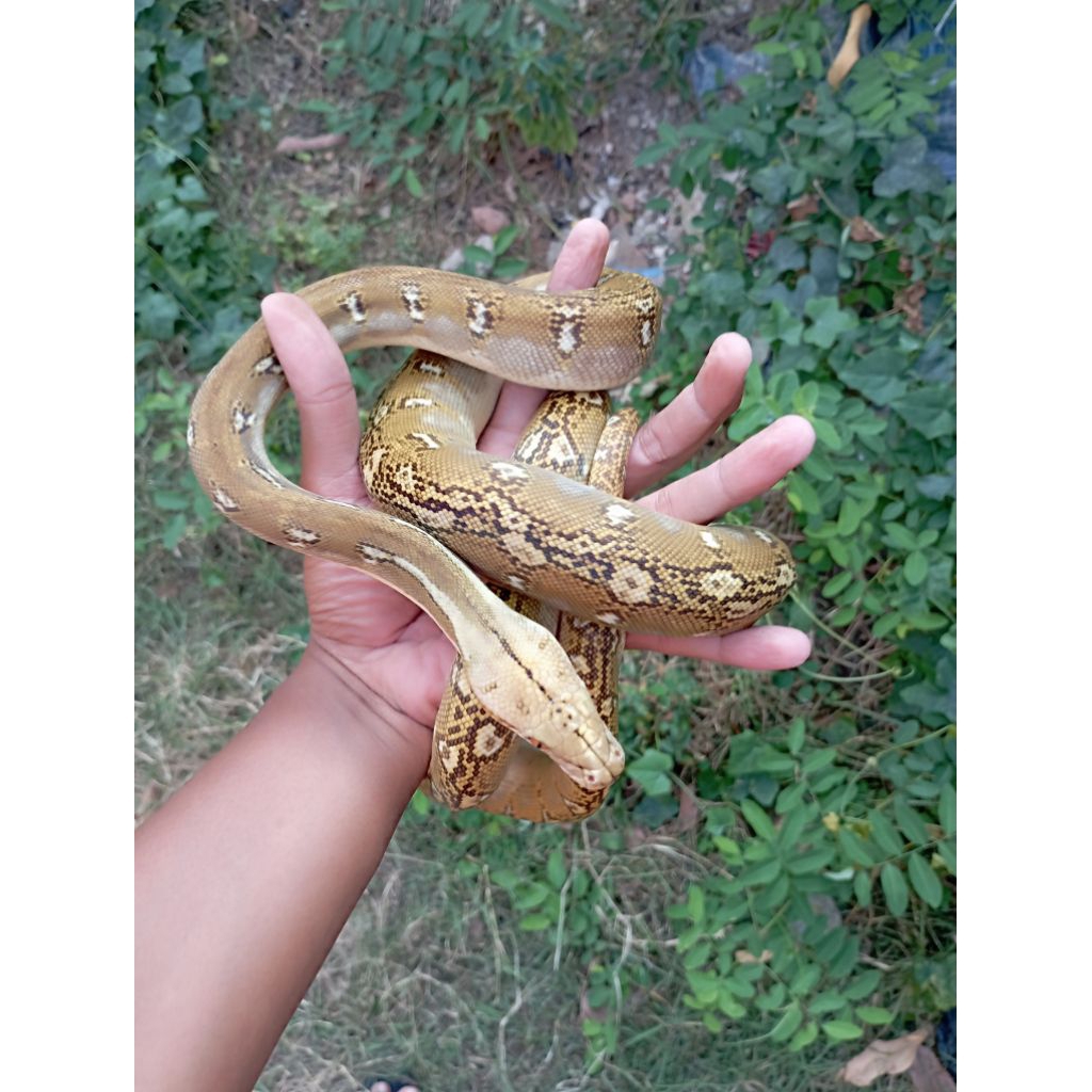 Ular Retic Phantom (tidak berbisa)