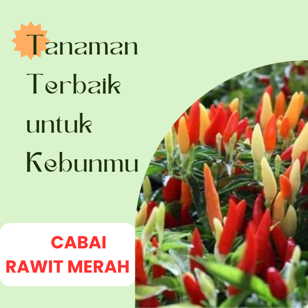 20 Biji Benih Cabai Rawit Prentul Klaster - Produksi Bintang Asia, Buah Merah Cerah, Panen 90-100 HS