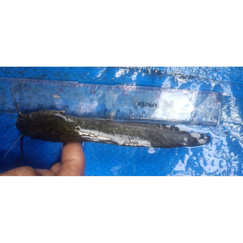bibit lele uk14-15cm