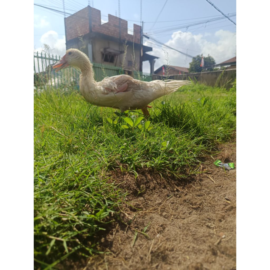bebek entok jumbo