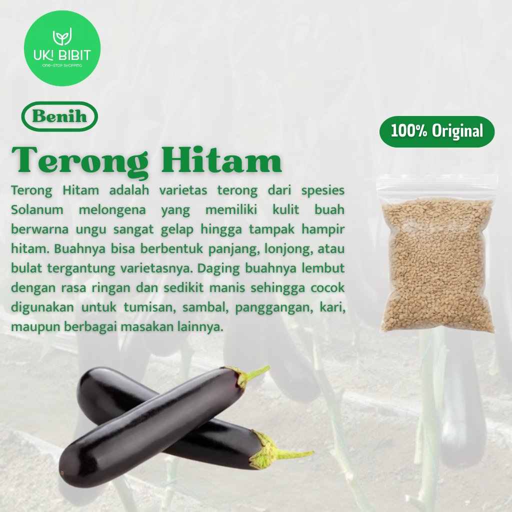 ( 100 Butir ) Benih Biji Terong Hitam | Terong Hitam Panjang