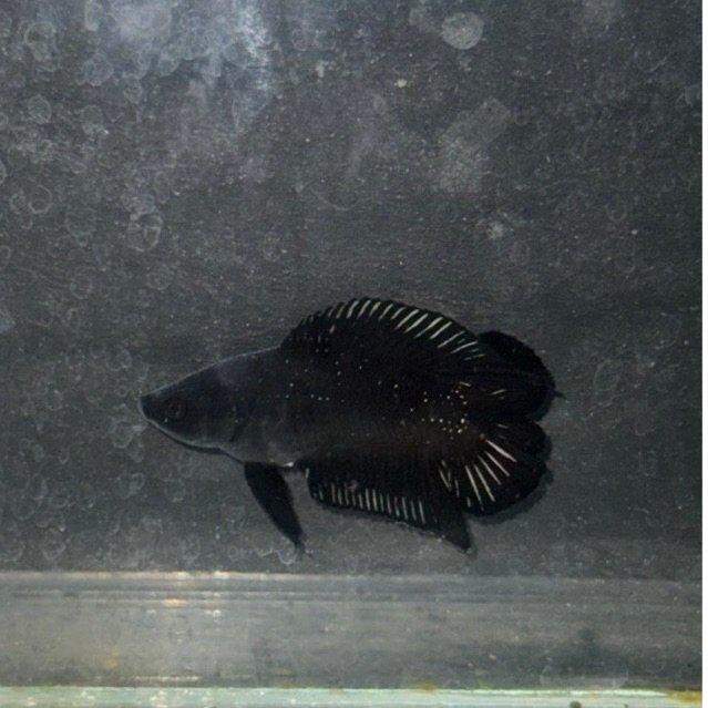 Ikan Cupang Plakat Double Tail Black | Real Pict