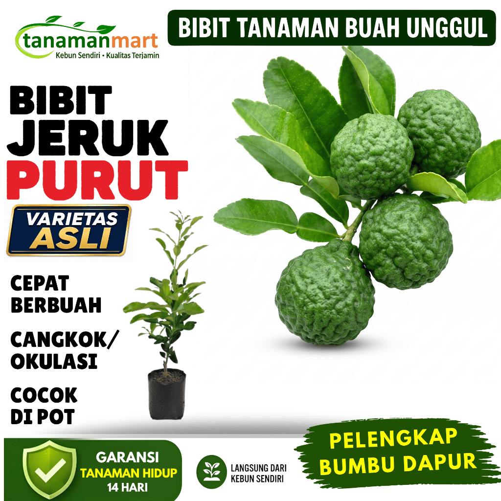 Bibit Jeruk Purut Okulasi Cangkok Cepat Berbuah Tabulampot Bergaransi