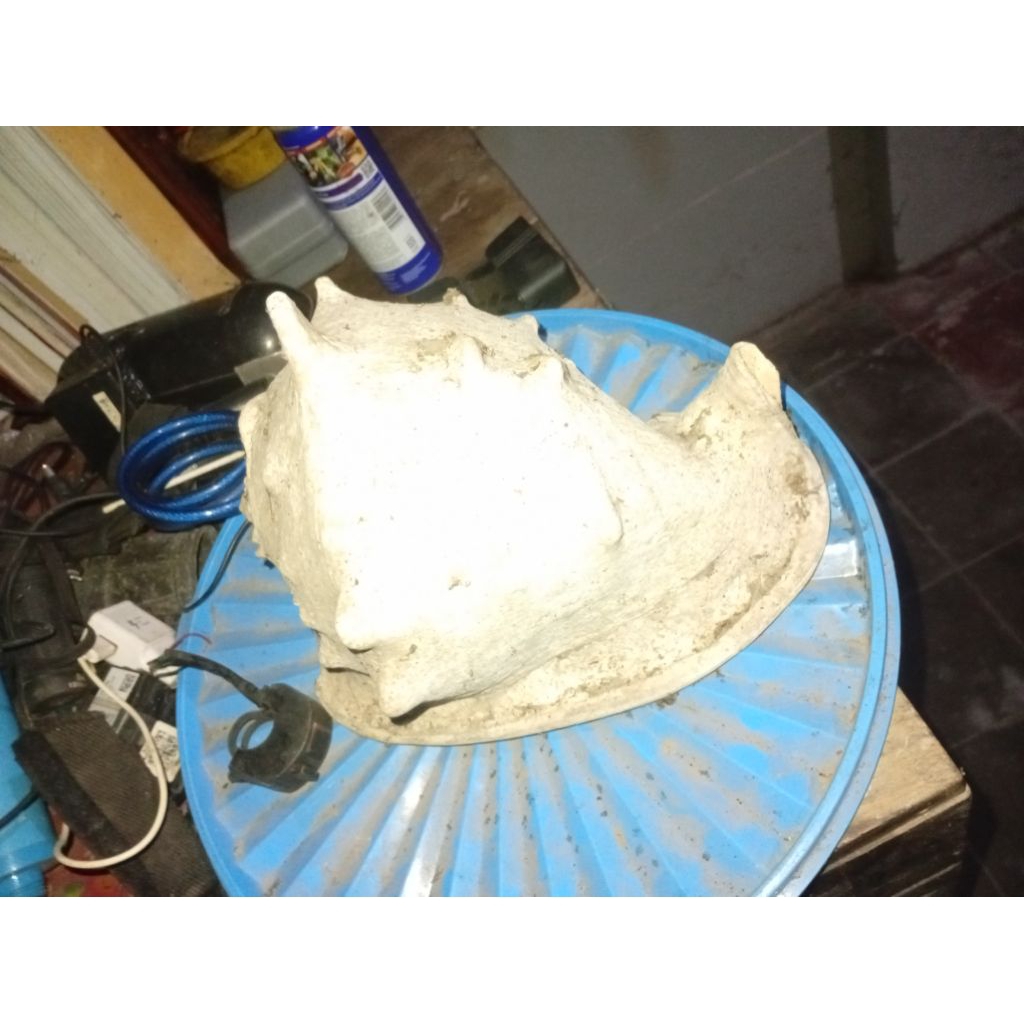 Cangkang Kerang Laut Asli Besar / Pajangan Cangkang Keong Laut Dekorasi Aquarium Aquascape Hiasan Ru