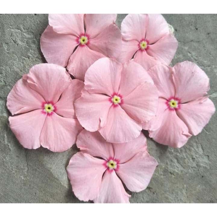 G2 biji benih bunga vinca SALMON GANTUNG JUNTAI fresh seeds tapak dara pink herbal