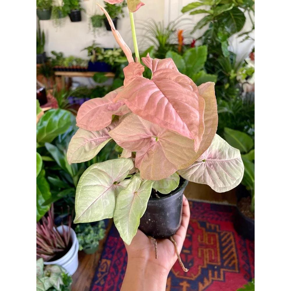 Tanaman Hias Syngonium Pink | Tanaman Hias Indoor | Syngonium Pink | Tanaman Daun Pink | Mudah Diraw