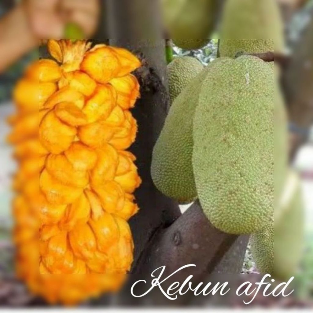 bibit cempedak guling okulasi unggul cepat brbuah