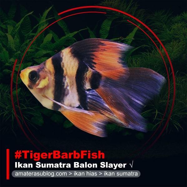Ikan Hias Tiger Barbs Fish Sumatra Balon Slayer warna oranye hitam