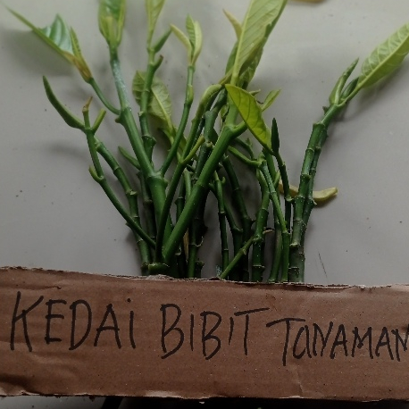 entres nangka king jumbo / pucuk tunas nangka king jumbo