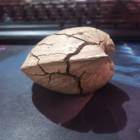 Batu Fosil Kerang Kijing Bungkem Pecah Seribu" Garansi Asli Alami 100%