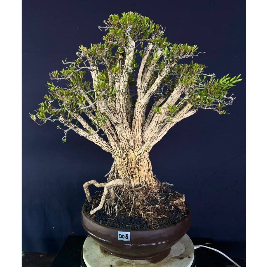 BONSAI BUXUS 008