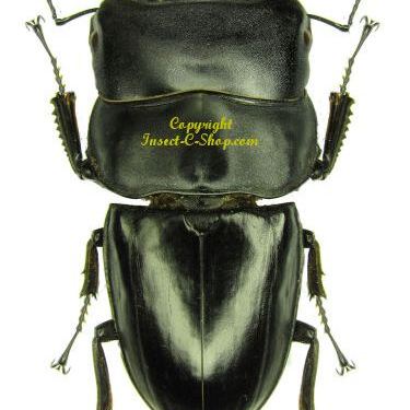 KUMBANG CAPIT AWETAN SERANGGA KERING dorcus titanus