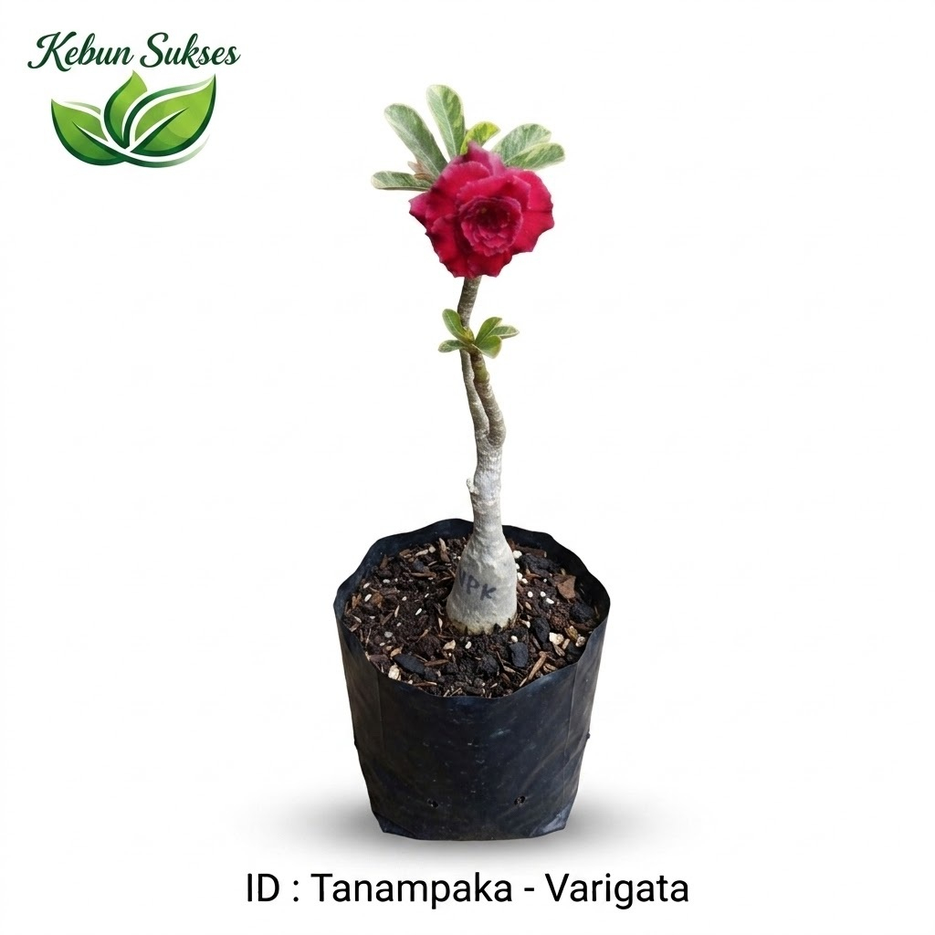 TERMURAH Tanaman Hias Adenium Kamboja Jepang Bunga Tumpuk / Tanaman Hidup Adenium Kambodja Jepang / 
