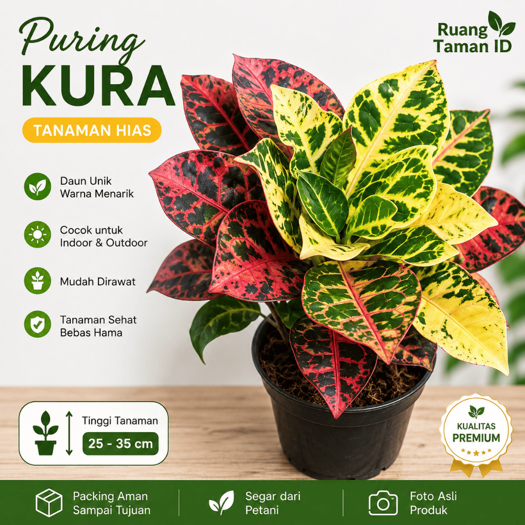 Puring Kura 25–35 CM | Tanaman Hias Puring Kura Kura | Daun Warna Warni Merah Kuning Hijau