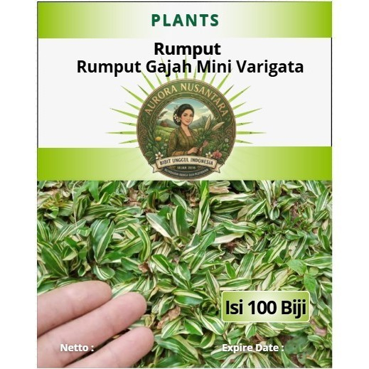 Bibit Unggul Rumput Gajah Mini Varigata | Biji Benih Rumput Gajah Mini Varigata| Rumput Gajah Mini V
