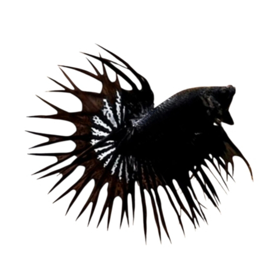 Cupang Serit Crowntail Black Copper Ukuran S-M