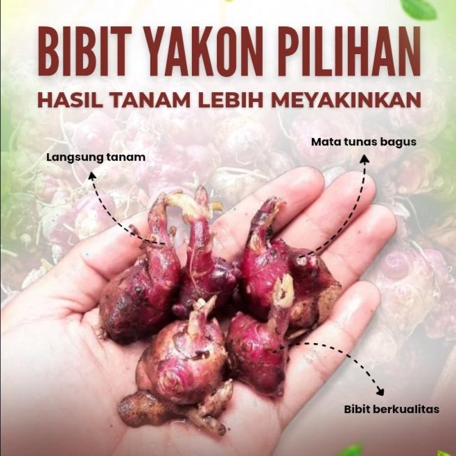 Bibit Ubi Yakon Satuan | Rimpang Yacon