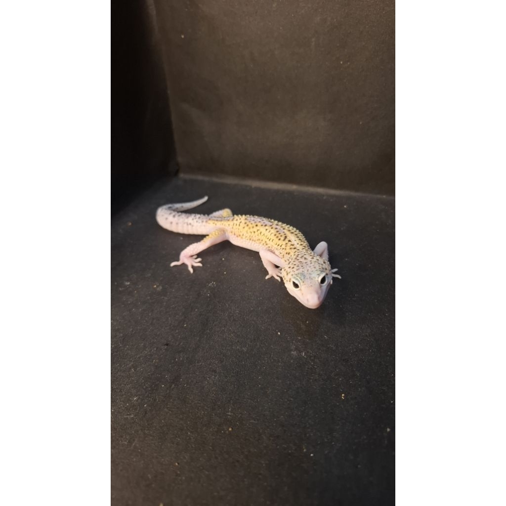 Leopard Gecko Male - Mack Snow Eclipse Reverse Stripe het Tremper - Usia Juve Jantan Sehat Mulus HG0