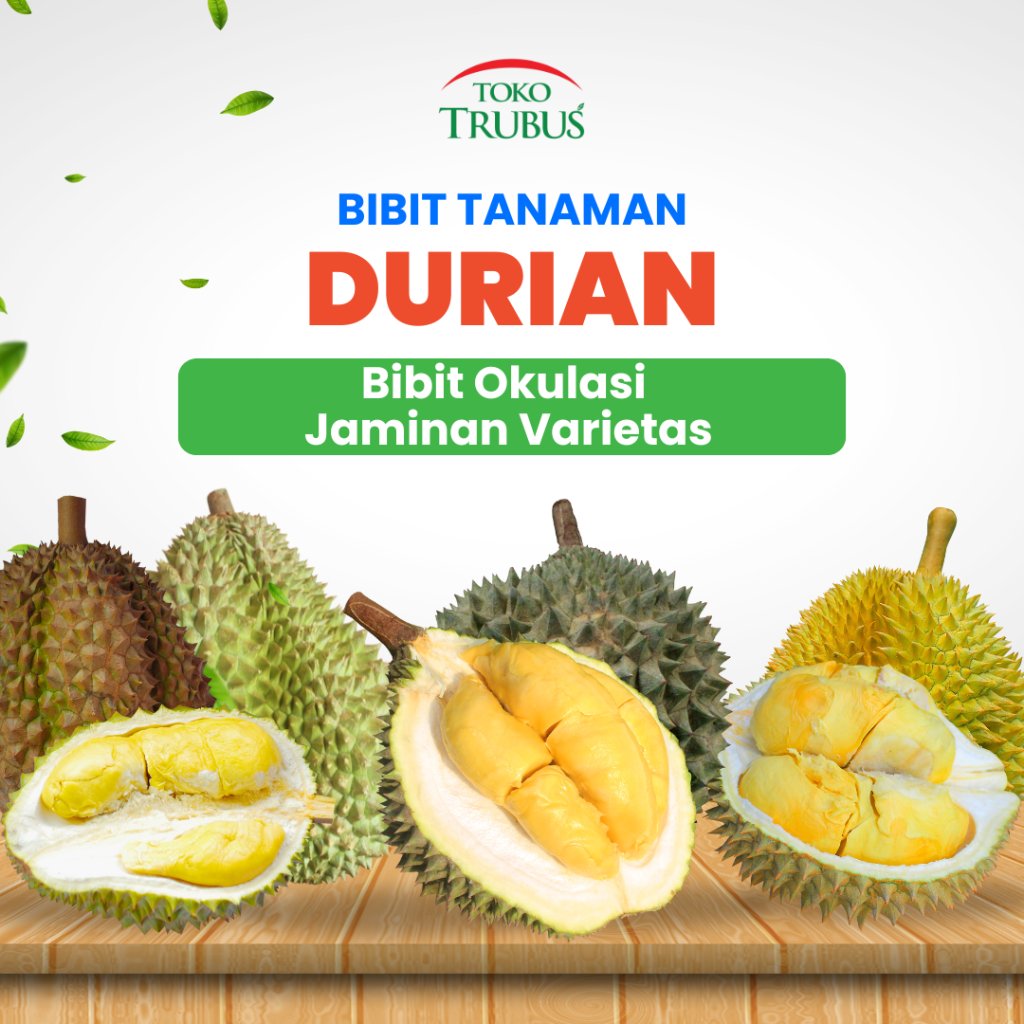 TRUBUS - tanaman durian terdiri duri hitam cumasi musangking bibit tanaman unggul siap tanam