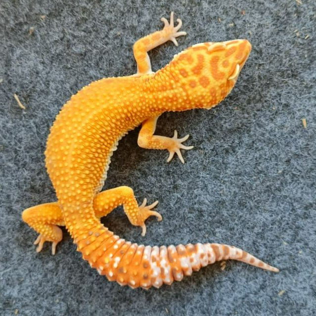 Leopard Gecko Jungle Tremper | Male Indukan Jumbo Gecko Sehat Aktif Jinak