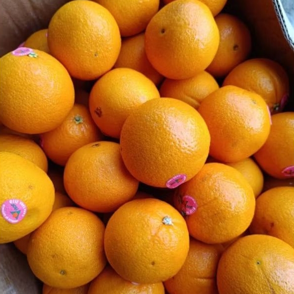 1 kg buah sunkist cara cara