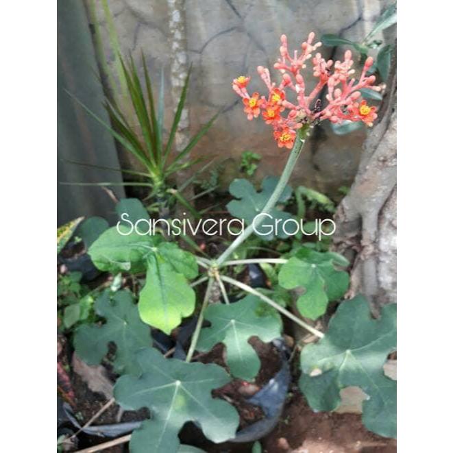 Terlaris Tanaman Jarak Bali / Jarak Botol / Buddha Belly -Gratisongkir