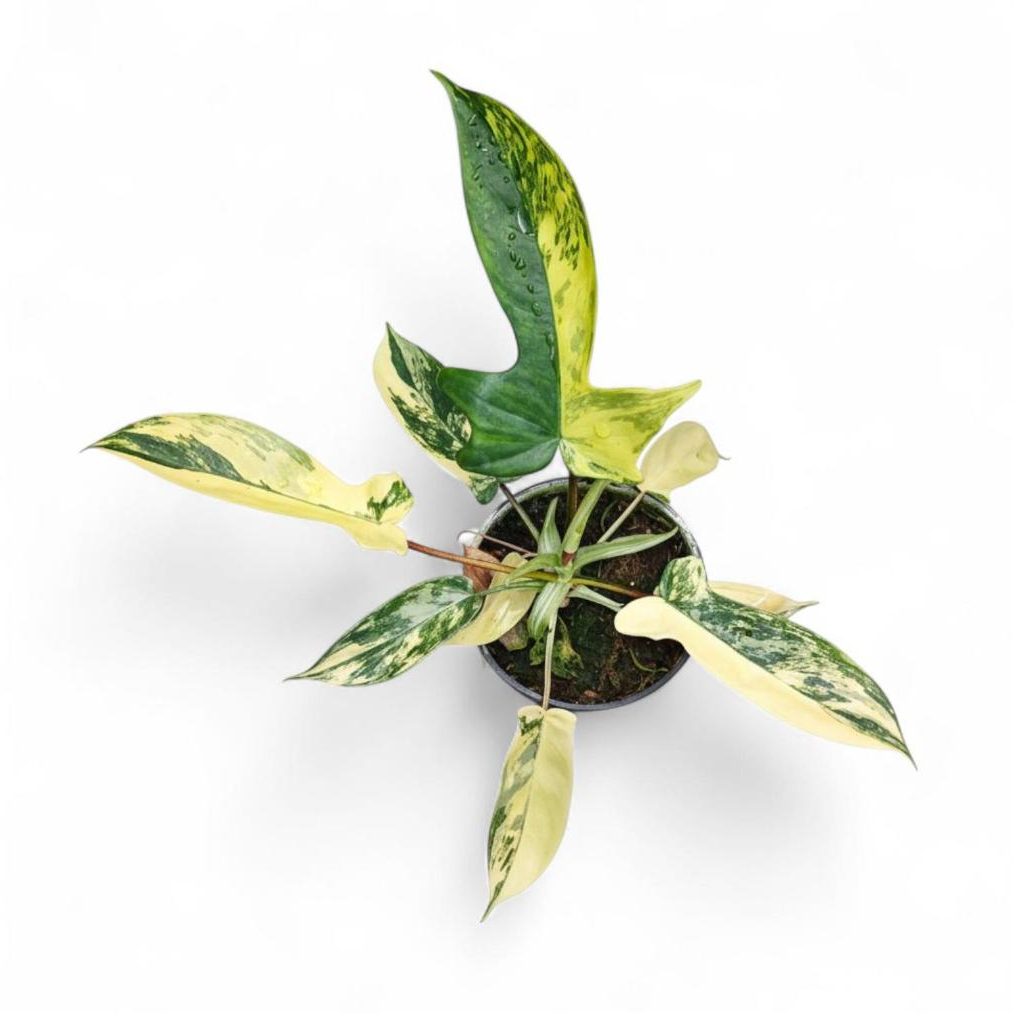 Flobe-Tanaman Hias Philodendron Florida Beauty Variegata-Philodendron Flobe-Philodendron Florida Bea