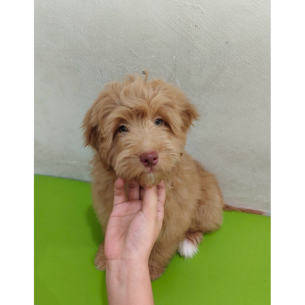 Anjing Maltipo Jantan 3 Bulan Mata Coklat Red Nose