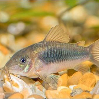 Ikan Hias Corydoras Aines Pemakan Lumut Pembersih Akuarium Air Tawar , ukuran indukan/jumbo