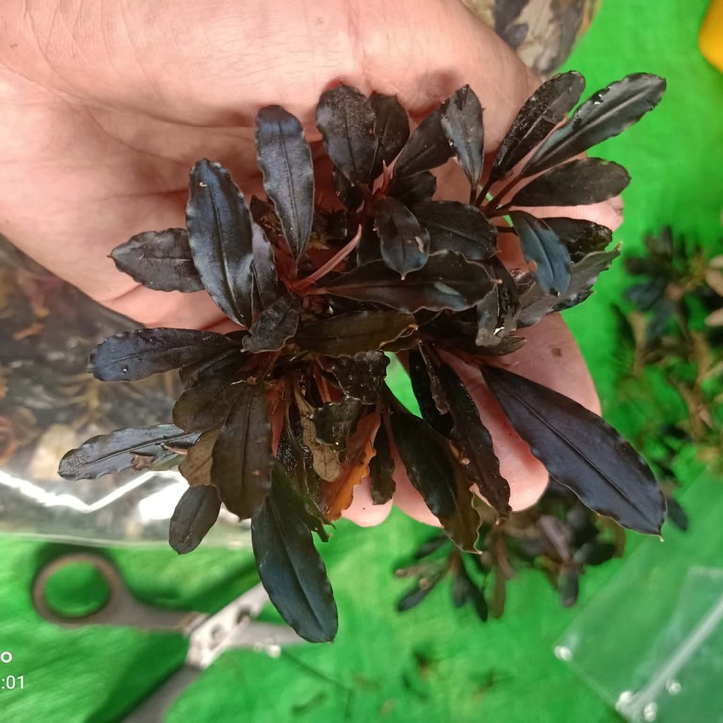 Bucephalandra Brownie Ghost long Type. North Kapuas Hulu