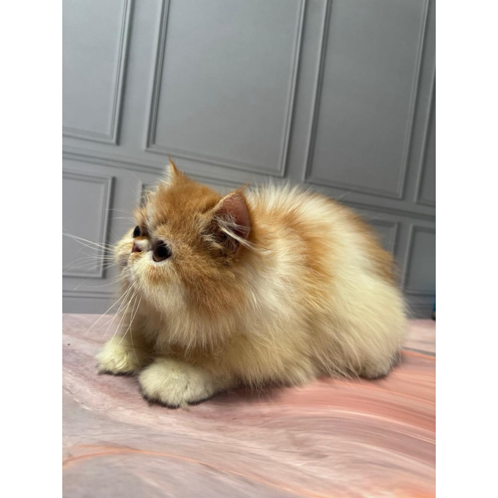 Kucing kitten flatnose persia - anak kucing pesek - kitten persia kucing peaknose