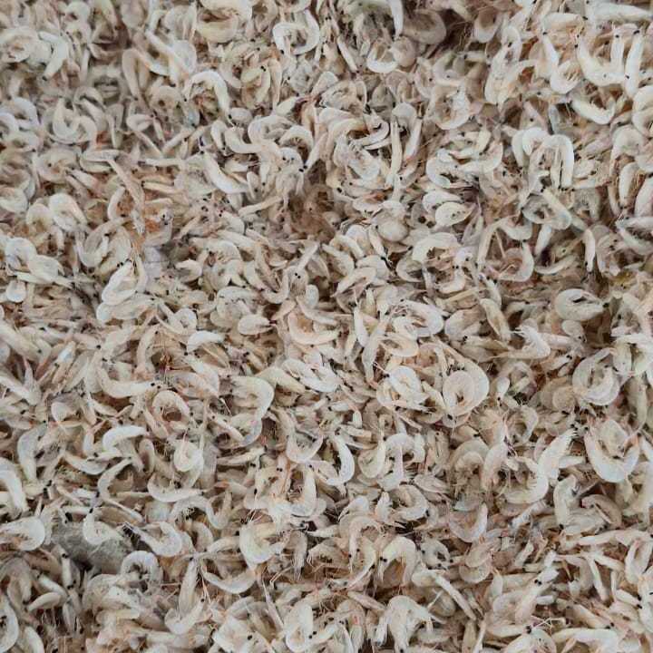 Udang Rebon / ikan asin rebon/udang rebon