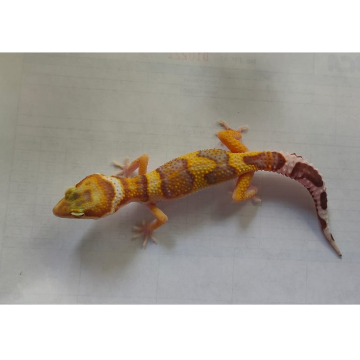 Mainan Leopard Gecko Tremper Poss.Tangerine Juve (WT4MWT3F1)