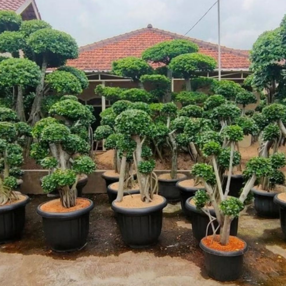 bonsai dolar mikro