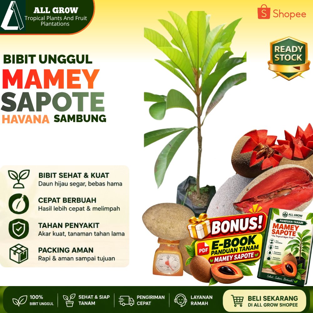Bibit Mamey Sapote Lorito Sambung Susu Unggul Cepat Berbuah Tanaman Buah Langka Premium Manis Besar 