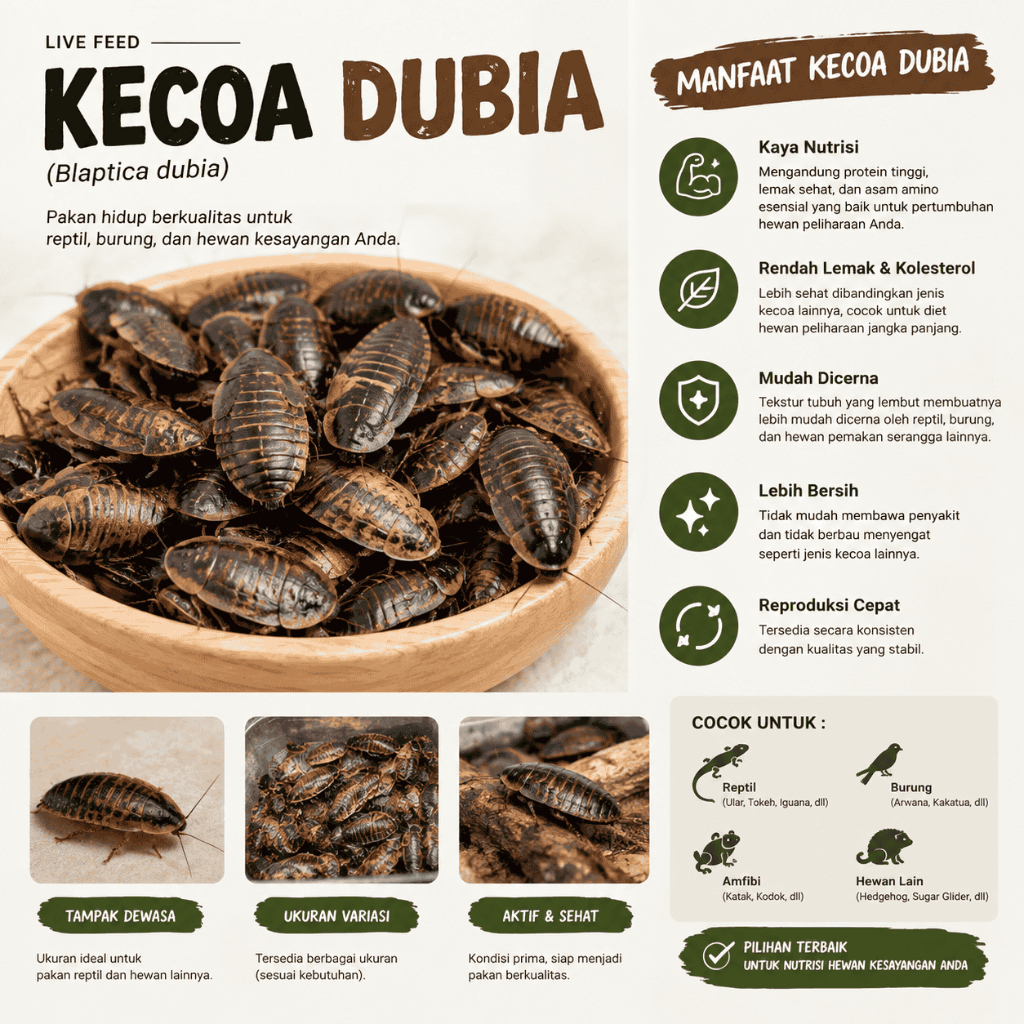 KECOA DUBIA - PAKAN UNTUK REPTILE ARWANA PREDATOR - BUKAN JANGKRIK TURKISH ULAT HONGKONG JERMAN MAGO