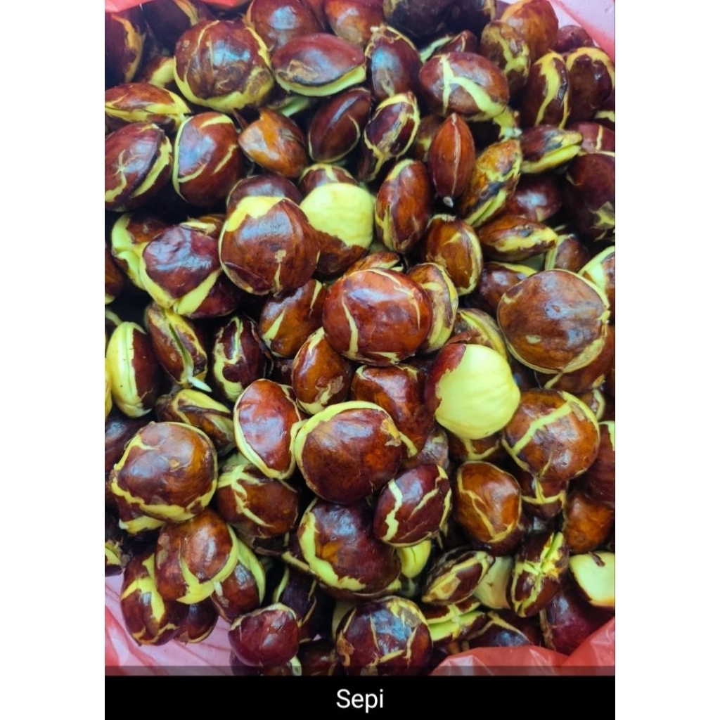 Jengkol Tua/Sepi 1 Kg Untuk Masakan Balado