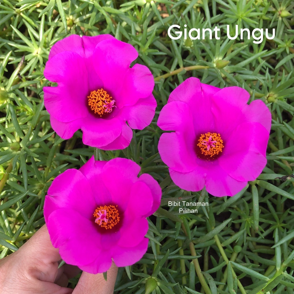 Bibit Tanaman Pilihan bunga krokot giant ungu portulaca grandiflora jumbo tanaman hidup kuat panas
